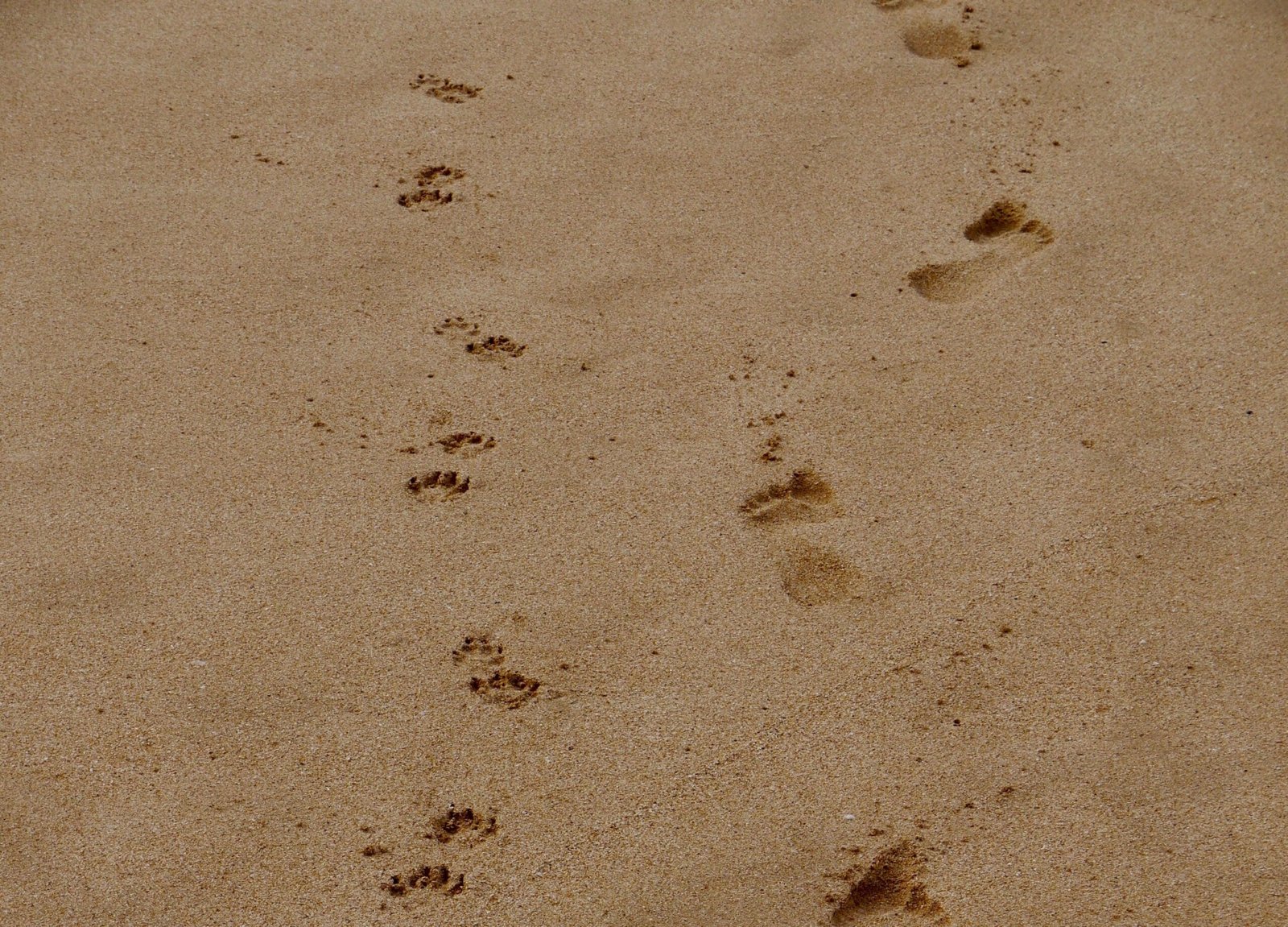 Copycat Trades Save Dogecoin From Dangerous Declines