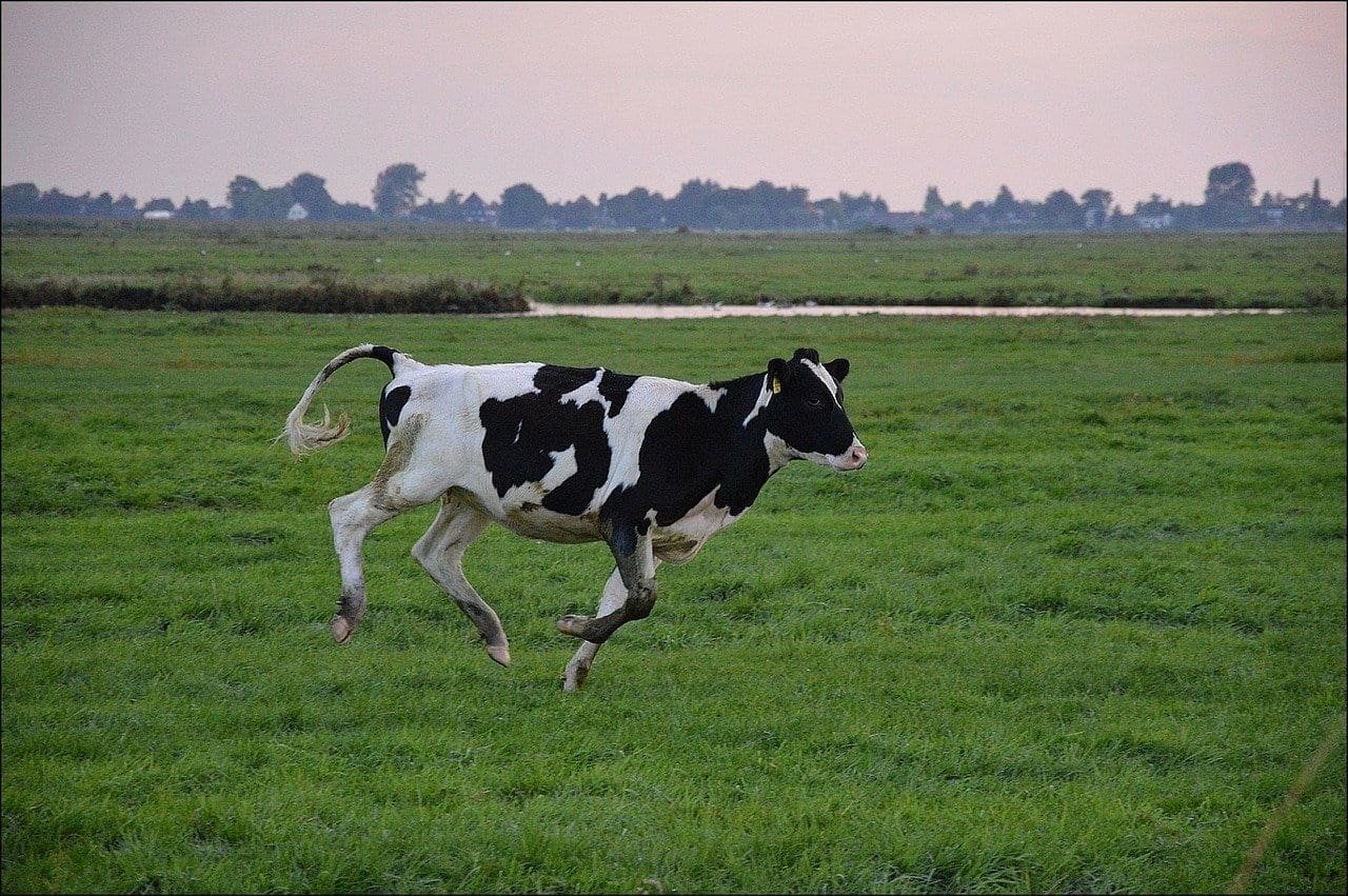 Image by PublicDomainPictures from Pixabay