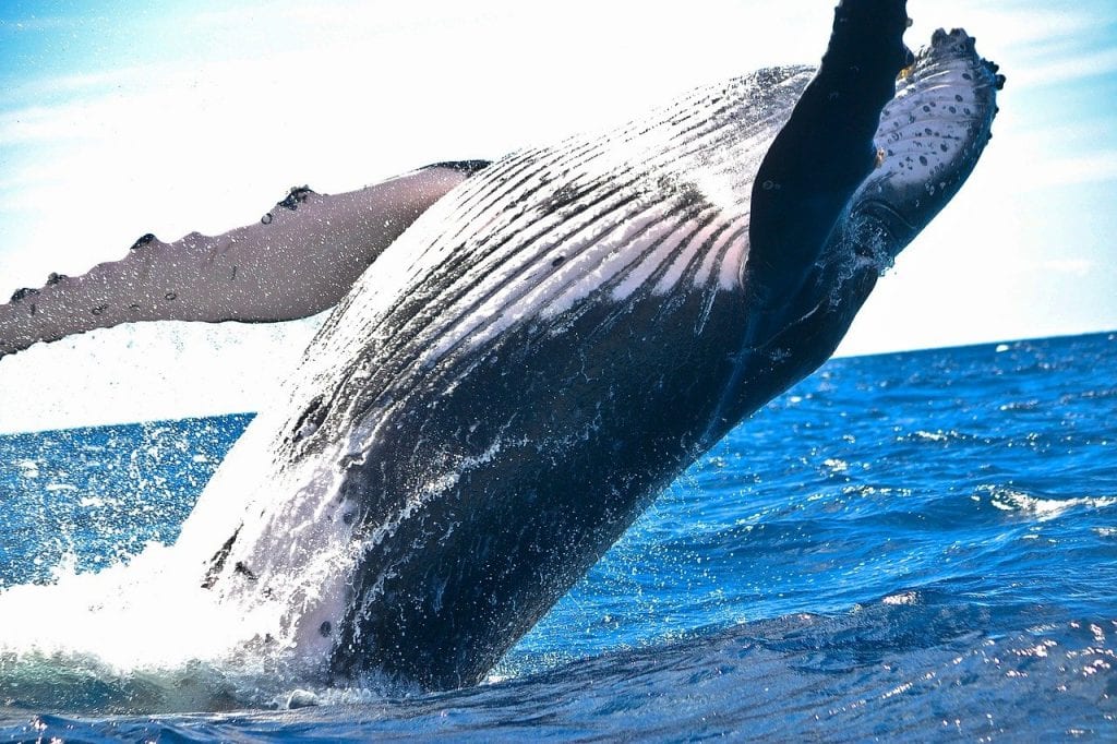 Are whales accumulating Bitcoin between $30K and $40K?