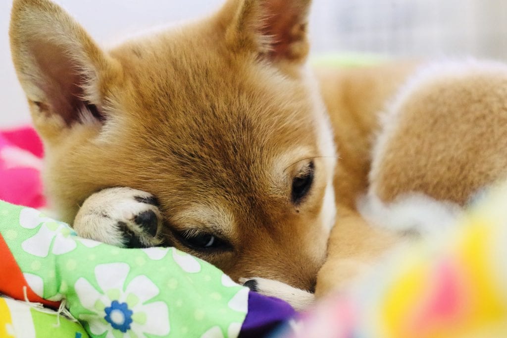 dogecoin, Elon, the &#8216;Dogefather&#8217; does it again, with both DOGE and &#8216;BABYDOGE&#8217;