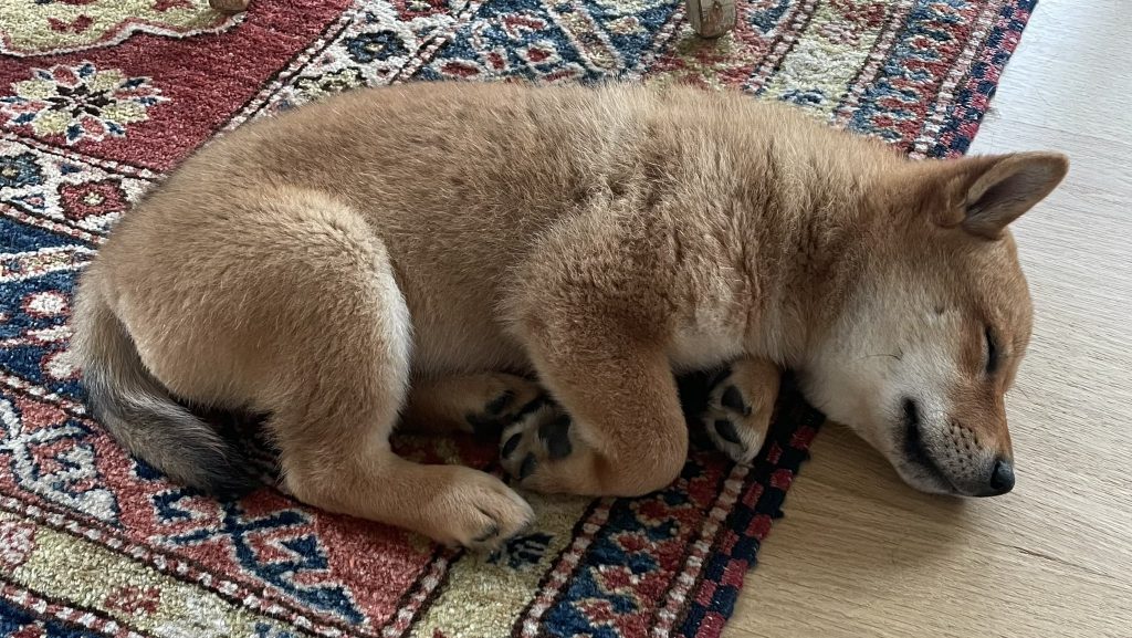 Elon Musk shared a picture of his new Shiba Inu puppy Floki, sending the prices of Floki-themed tokens up. FLOKI up almost 100 per cent. 