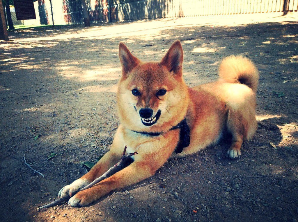 Meme token Shiba Inu (SHIB) rallied over 200% in 3 days to enter the top 20 cryptocurrency club, replacing Bitcoin Cash (BCH) on the 17th spot