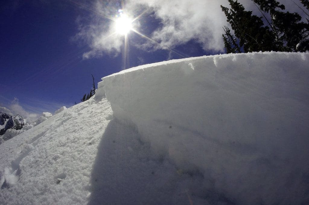 avax rallies as avalanche grows