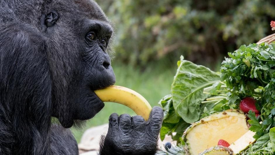 feed every gorilla FEG ios android falling wedge