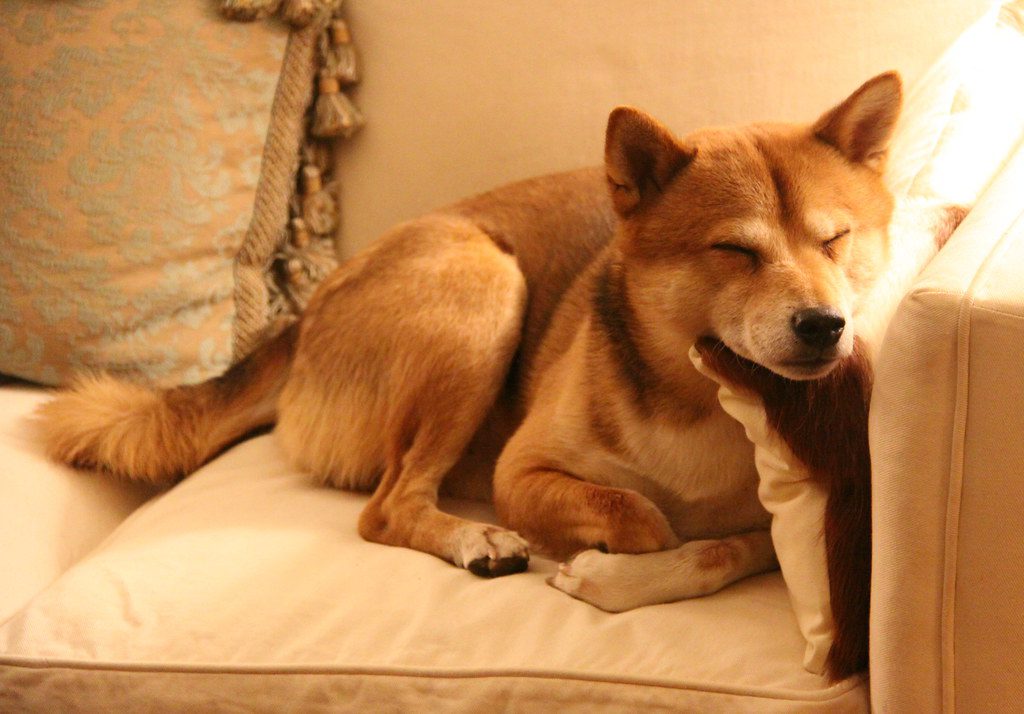 The number of unique Shiba Inu addresses has declined. Image by ChrisGoldNY on Creative Commons
