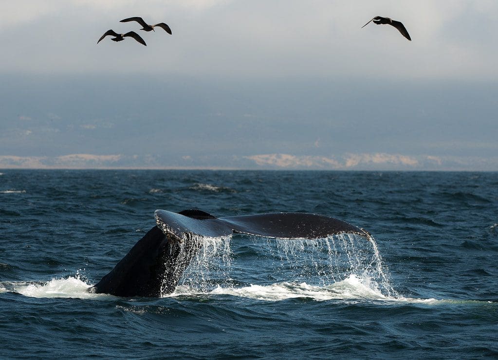 bitcoin whales accumulating again