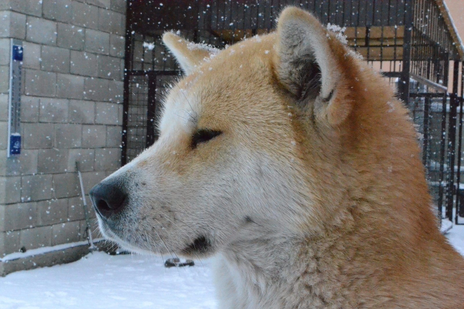 Is Shiba Inu likely to opt for an ETH/ETC-like hardfork if needed? Image by  Svetlana on Stockvault