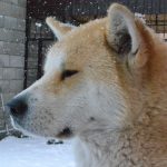 Shiba Inu’s offer to help BitMart after a $196M hack hints at a hard fork?