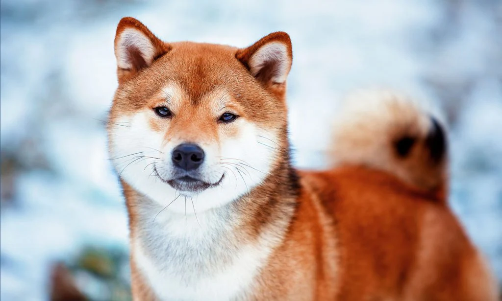 A Shiba Inu whale named 'Light' has added around 59 billion new SHIB tokens to his wallet for a whopping $1.9 million.