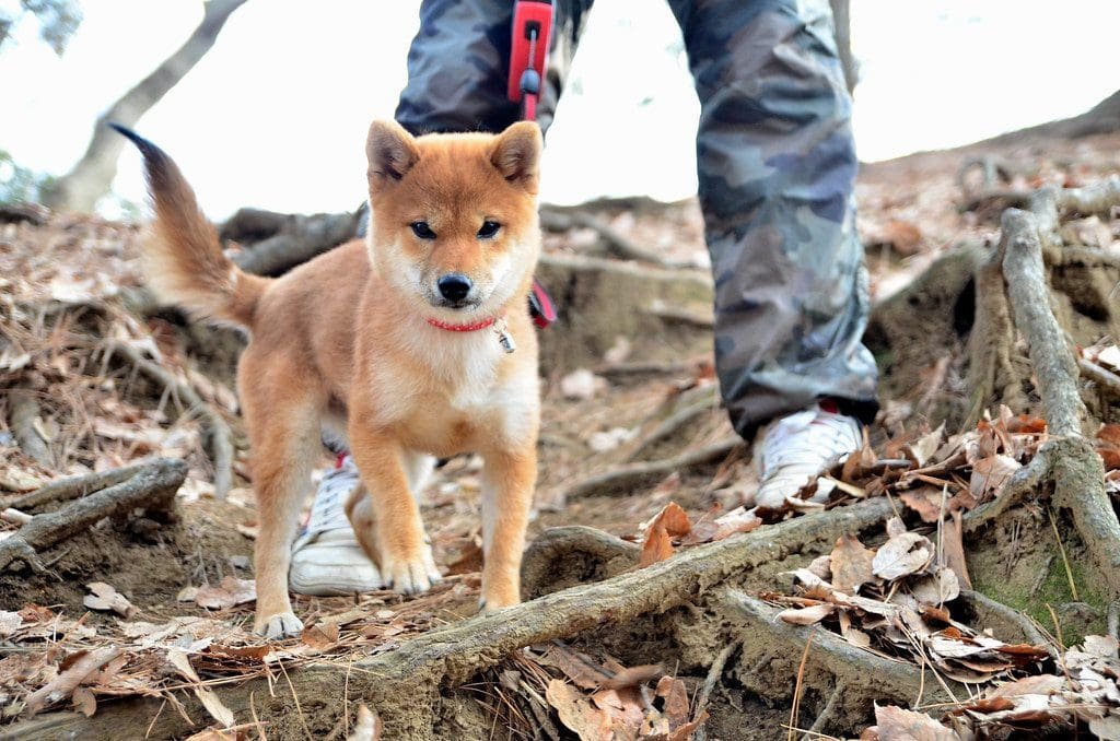 Shiba Inu Metaverse Lands Shiba Inu Metaverse Lands