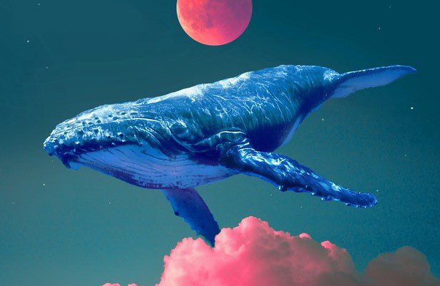 Bitcoin, Bitcoin whales take a pause after accumulating the highest BTC supply per whale