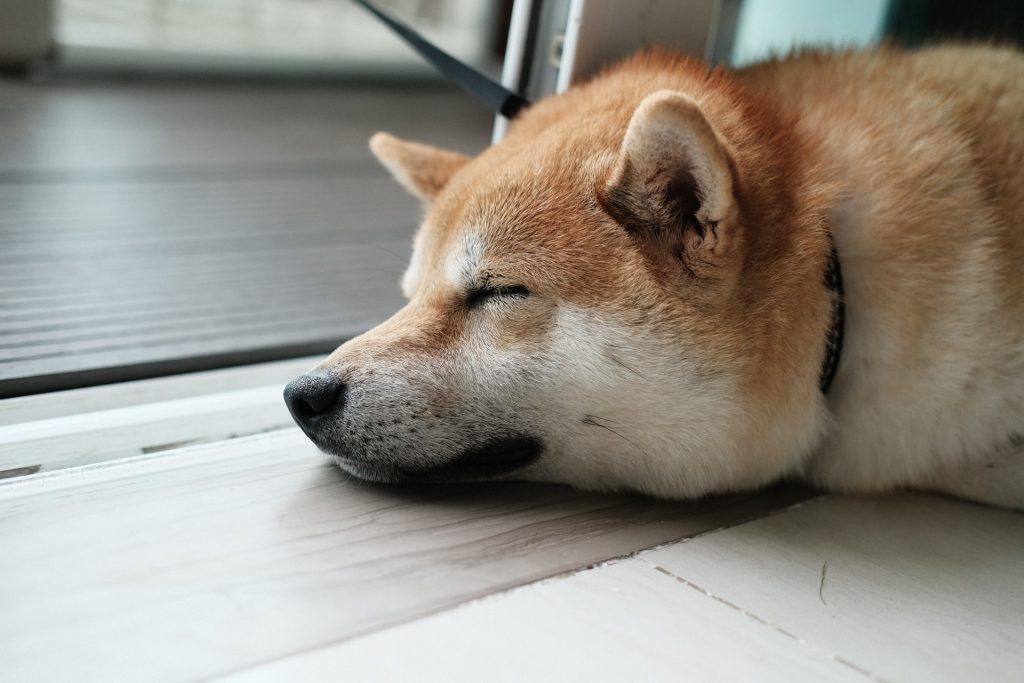 Shiba Inu, Shiba Inu is “hanging on for dear life” after SHIB’s 75% decline from record high