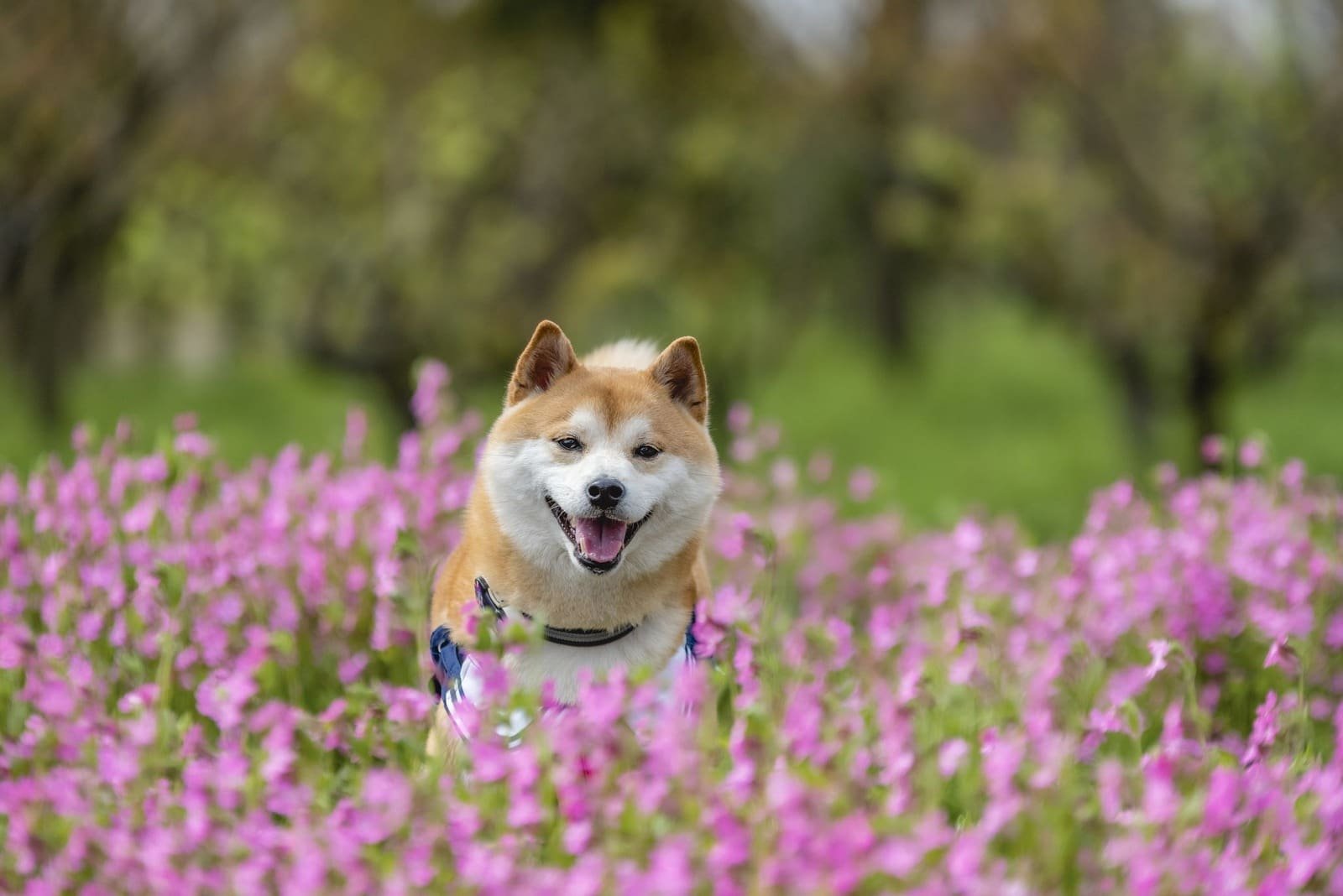 Shiba Inu (SHIB) coin Price Jumps 10% While Burn Rate Spikes 