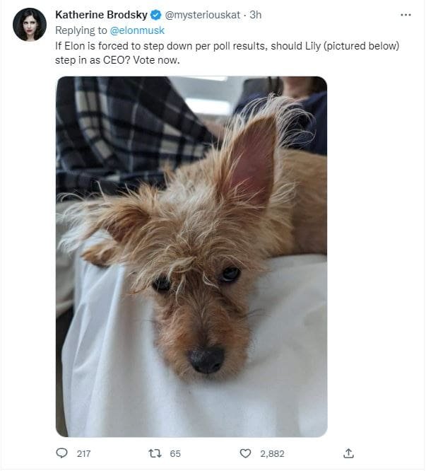 Kushner CEO contestants Musk pole Twitter