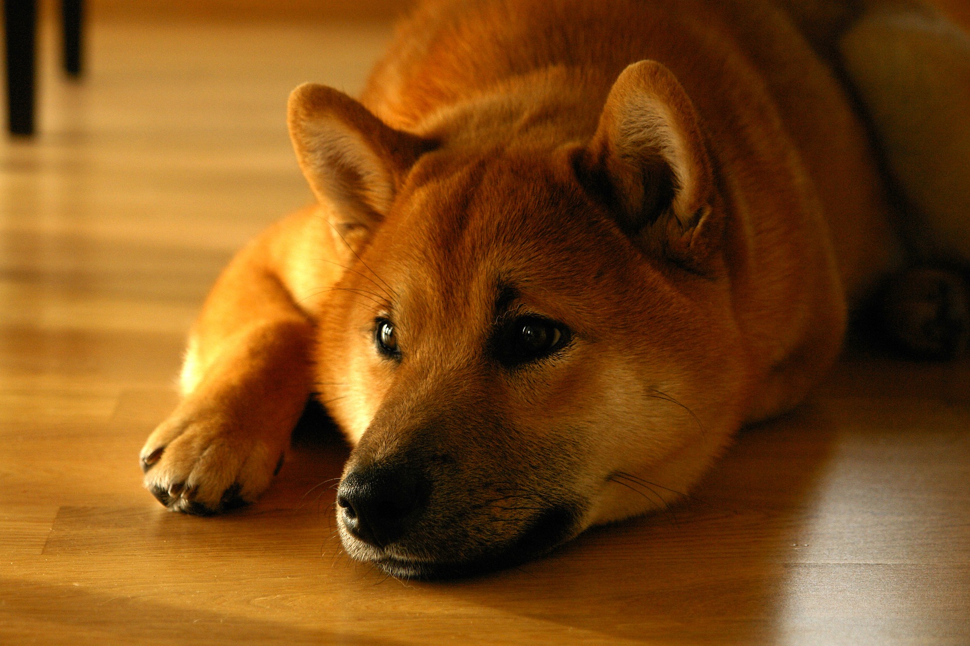 Shiba Inu price has shed 73% in 2022, prompting questions about SHIB's future
