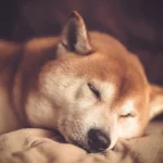 Shiba Inu Coin Braces for Incoming 20-30% SHIB Price Crash by March 2023