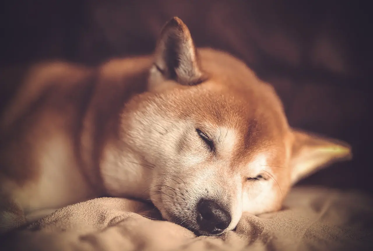 Shiba Inu Coin Braces for Incoming 20-30% SHIB Price Crash by March 2023