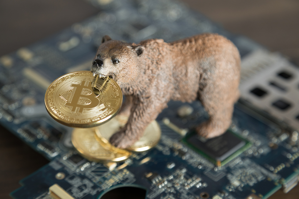 Bear With Gold Bitcoin Cryptocurrency In Mouth On Computer Motherboard. Bear Market Wall Street Financial Concept.