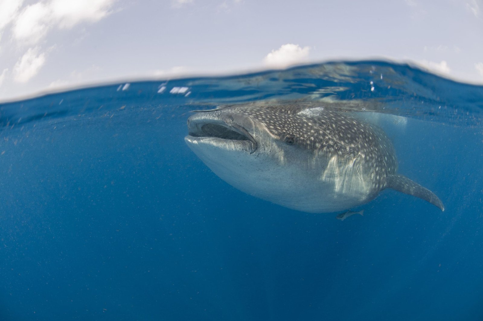 Bitcoin Whales Accumulate as BTC Market Dominance and Supply Shortage Rises — Is $31K Next?