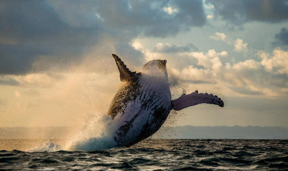 XRP Whale Accumulation Strong Despite Elon Musk-led Crypto Market Crash