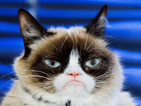 , Introducing Grumpy Cat Coin: A New Dawn in Meme Crypto with a Philanthropic Twist