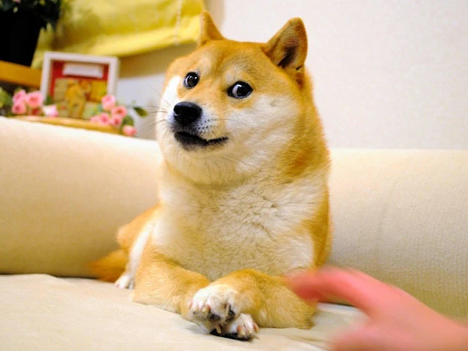 The photo of Kabosu taken in 2010, which later went viral online, making her the world’s famous Shiba Inu dog (Provided by Atsuko Sato)

