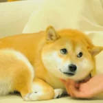 Who is The Dog That Inspired The Dogecoin Logo?